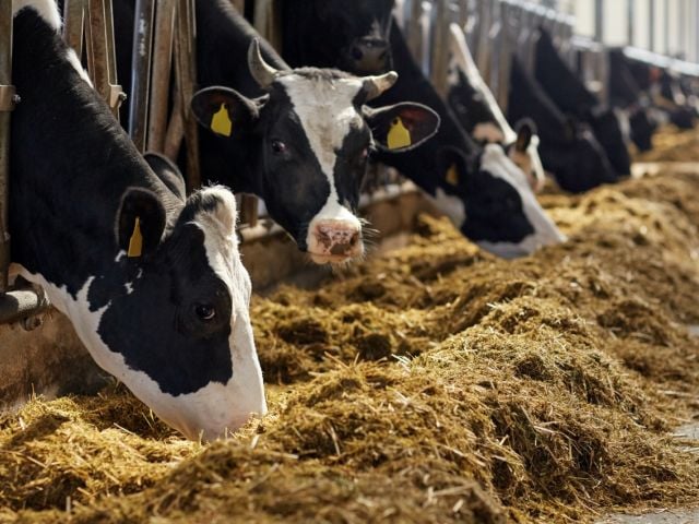 Cattle feeding